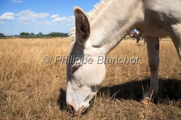 autriche schlosshof 2.jpg - Ane albino d'Autriche dans le parc du Château de SchlosshofBasse-Autriche